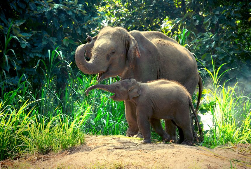 asian-elephant-family